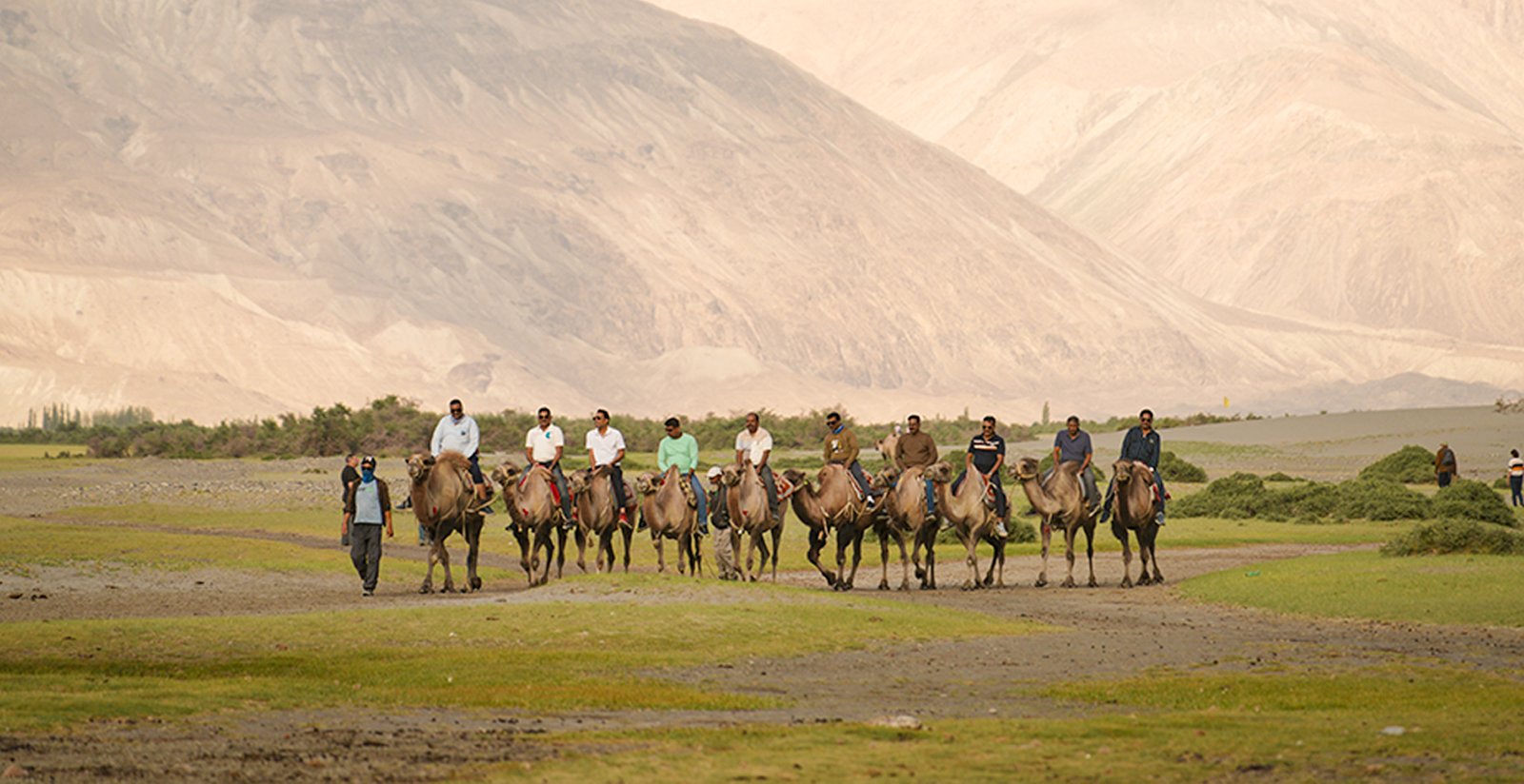 Double Humped camel in Nubra Valley, Ladakh