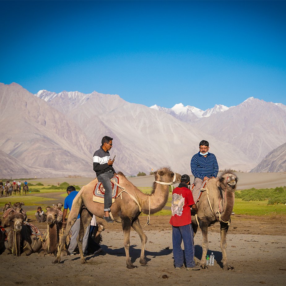 Double Hump Camel Ride in Nubra Valley