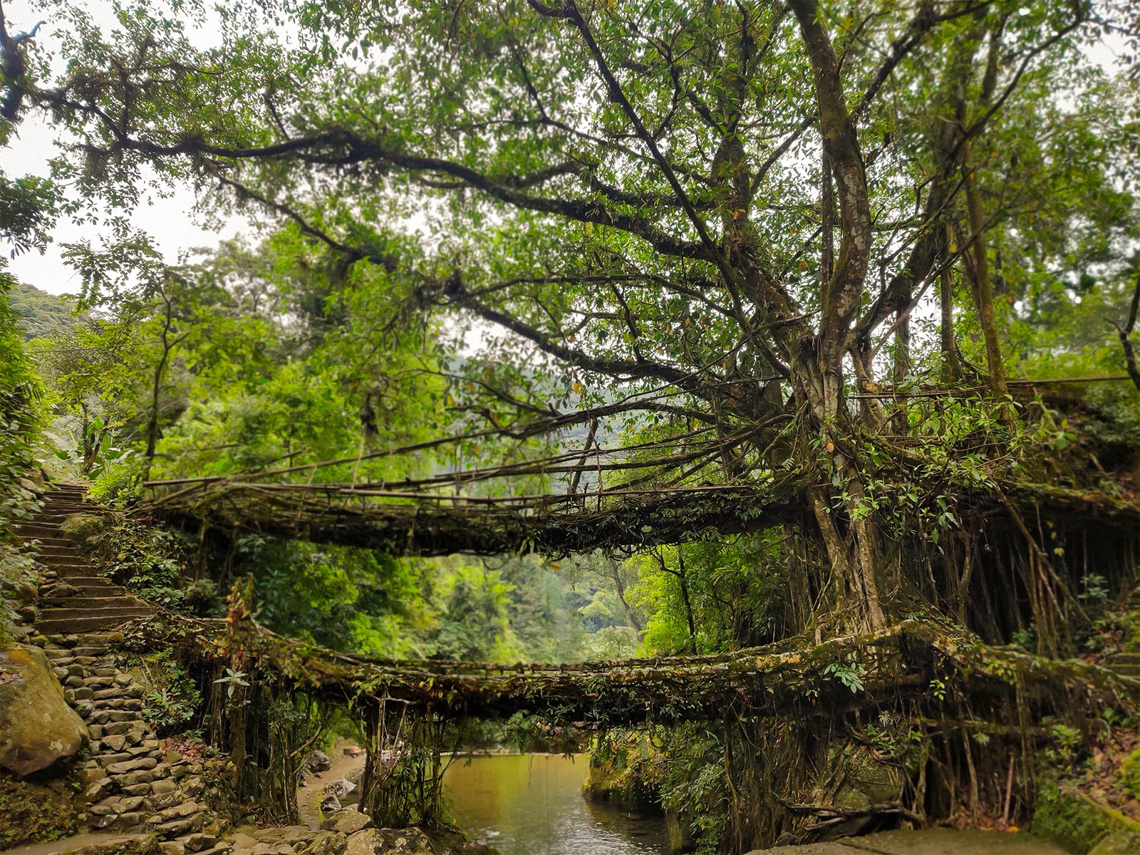 Double Decker Root Bridge