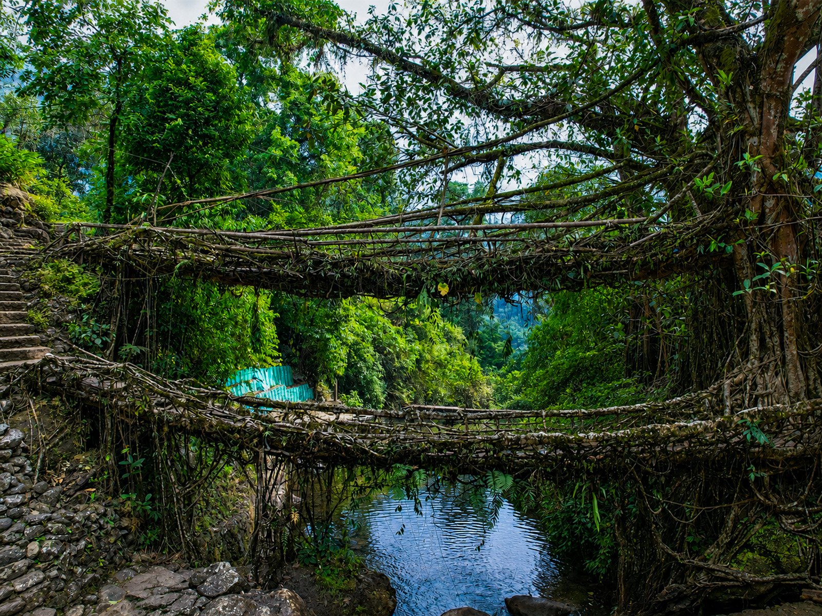 Double Decker Living Root Bridge