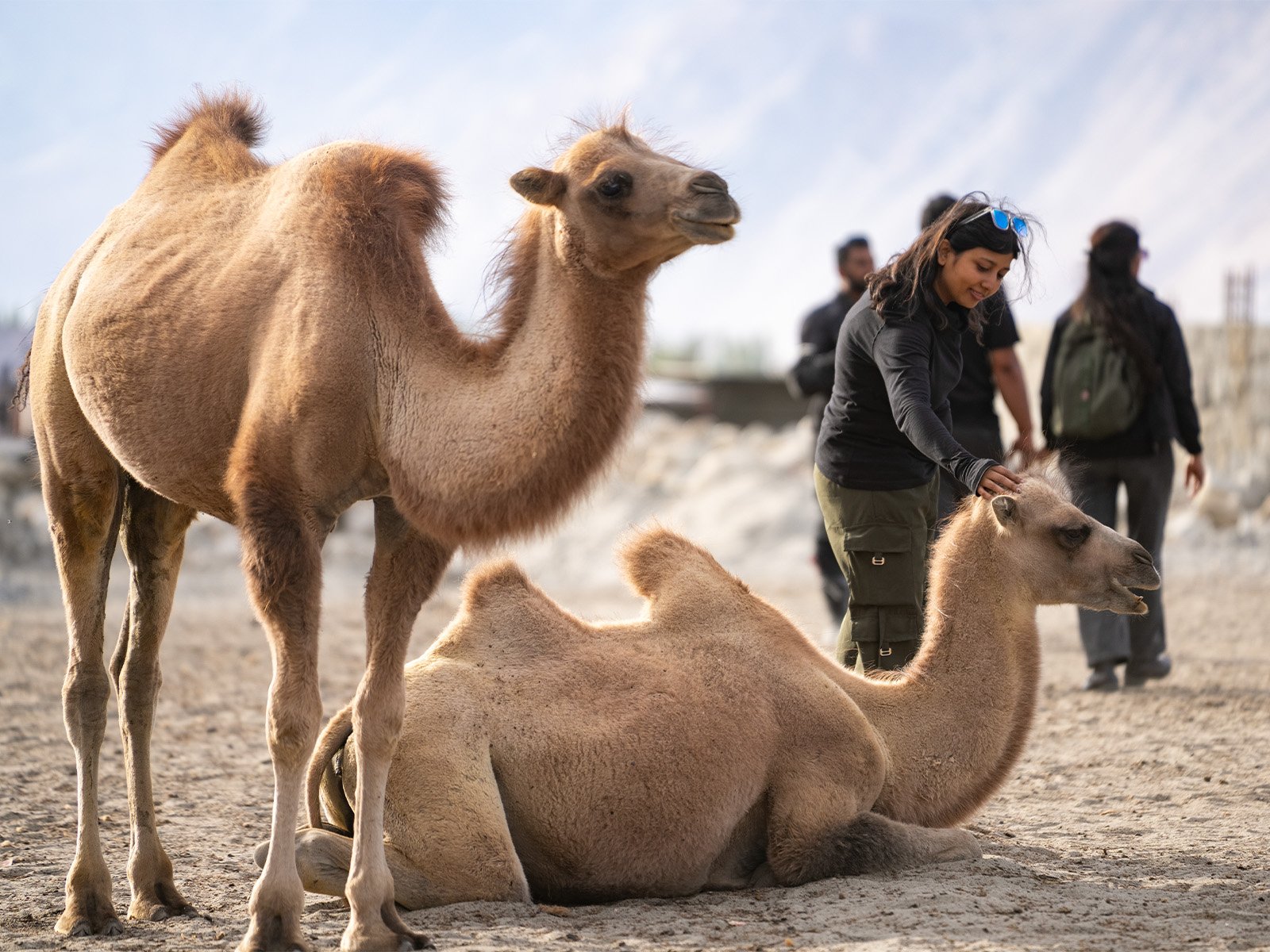 double-humped Bactrian camels